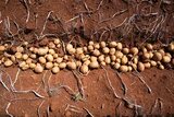 Batatas na terra